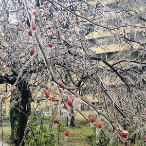 Meet your Posher, Angloa